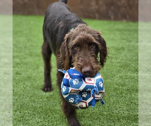 Medium Photo #2 Miniature Labradoodle Puppy For Sale in San Diego, CA, USA