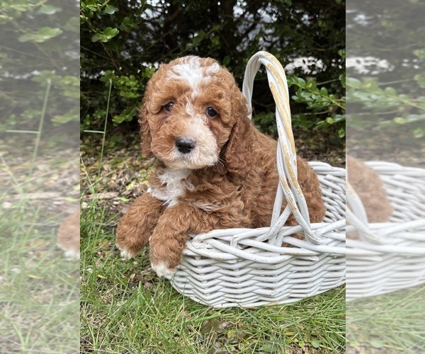 Medium Photo #3 Cockapoo (Miniature) Puppy For Sale in MIDDLEBURY, IN, USA