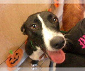 Labrador Retriever-Unknown Mix Dogs for adoption in Ocala, FL, USA