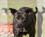 Small #1 Mutt
