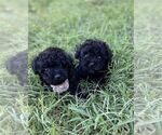 Small #17 Poodle (Toy)