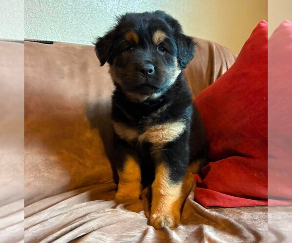 Medium Photo #4 Labrador Retriever-Unknown Mix Puppy For Sale in Canton, CT, USA