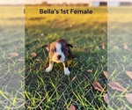 Bellas 1st Fem - Female Boston Terrier Puppy for Sale - Small photo