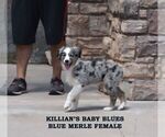 Puppy The Blues Baby Australian Shepherd