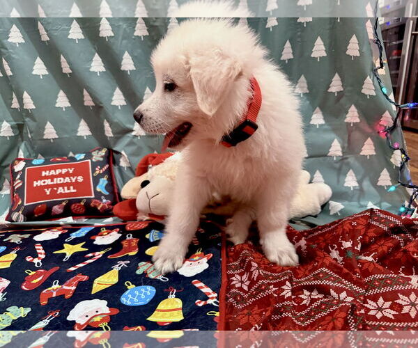 Medium Photo #7 Great Pyrenees Puppy For Sale in Spring, TX, USA