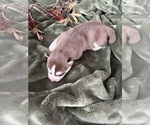 Small Photo #15 Siberian Husky Puppy For Sale in STAPLES, MN, USA