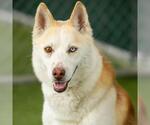 Small Siberian Husky