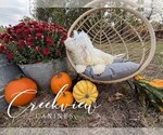 Small Photo #23 Havachon Puppy For Sale in NIANGUA, MO, USA