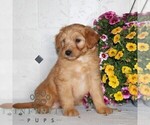 Small #2 Jack-A-Poo