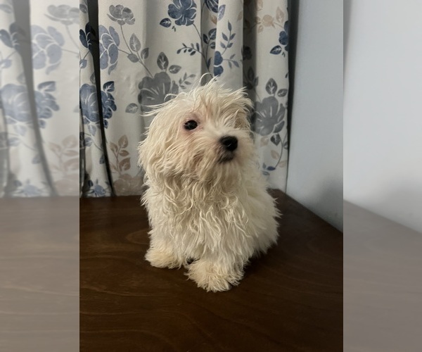 Medium Photo #42 Havanese Puppy For Sale in DURHAM, CT, USA