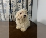 Small #41 Havanese