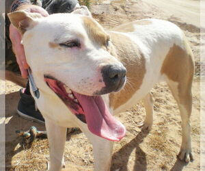 MILLIE - Female American Pit Bull Terrier-Labrador Retriever Mix Dog for Adoption - Photo #10
