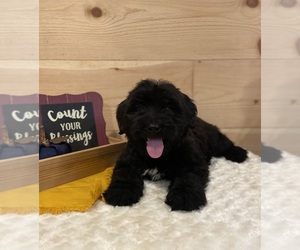 Bouvier Des Flandres Puppy for sale in DOSS, MO, USA