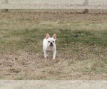 Small Photo #11 French Bulldog Puppy For Sale in WARSAW, IN, USA