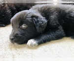 Small Photo #8 Border Collie-Golden Retriever Mix Puppy For Sale in OVERLAND PARK, KS, USA
