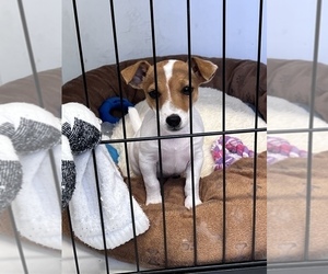 Jack Russell Terrier Puppy for sale in BELLE, MO, USA