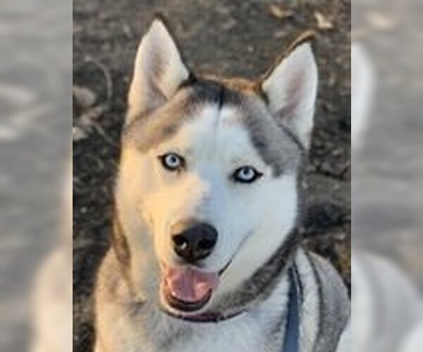 Medium Photo #2 Siberian Husky-Unknown Mix Puppy For Sale in Fremont, CA, USA