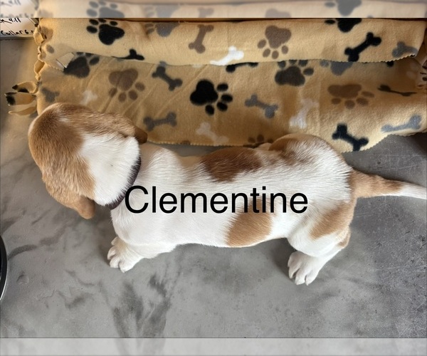 Medium Photo #2 Basset Hound Puppy For Sale in MONTROSE, CO, USA