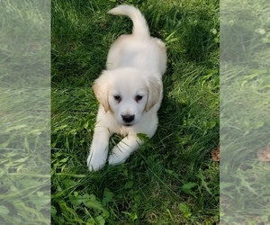 English Cream Golden Retriever Puppy for sale in TORONTO, OH, USA