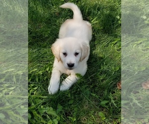 English Cream Golden Retriever Puppy for sale in TORONTO, OH, USA