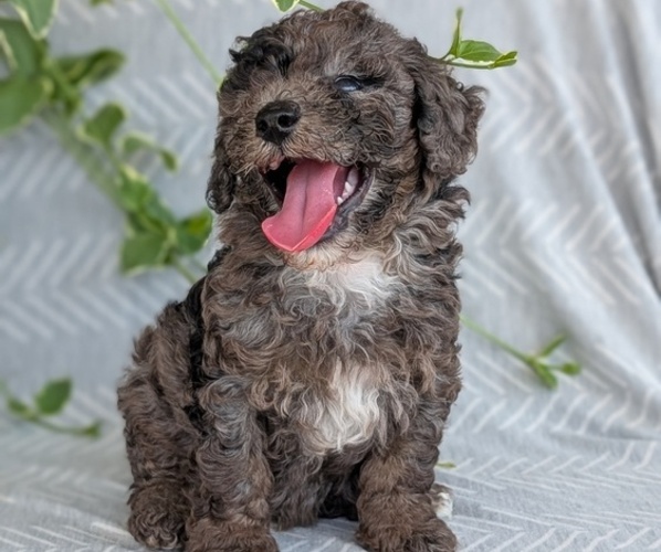 Medium Photo #2 Poodle (Toy) Puppy For Sale in GOSHEN, IN, USA