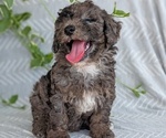 Small #1 Poodle (Toy)