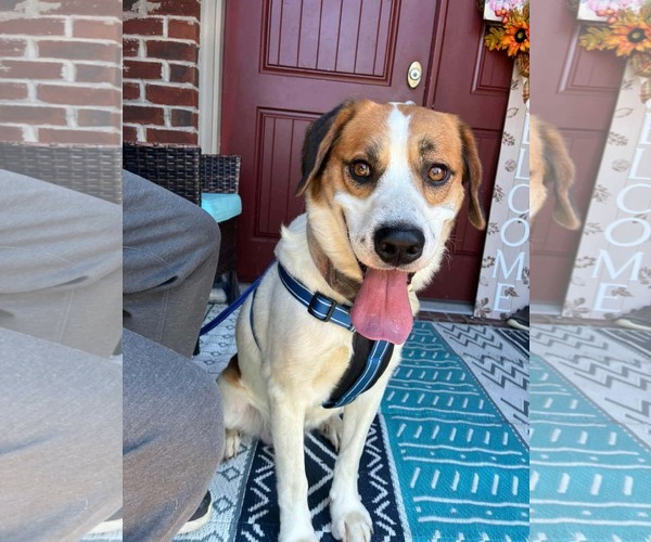 Medium Photo #1 Mutt Puppy For Sale in Westwood, NJ, USA