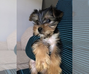 Yorkshire Terrier Puppy for sale in ARDMORE, NC, USA