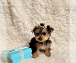 Small #1 Yorkshire Terrier