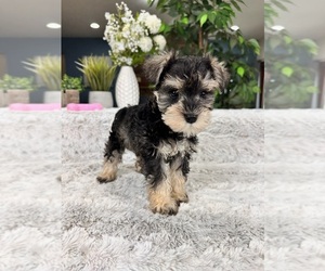 Schnauzer (Miniature) Puppy for sale in GREENFIELD, IN, USA