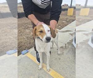 Mutt Dogs for adoption in San Antonio, TX, USA