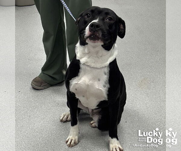 Medium Photo #3 Boxador Puppy For Sale in Washington, DC, USA