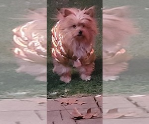 Yorkshire Terrier Puppy for sale in AKRON, OH, USA