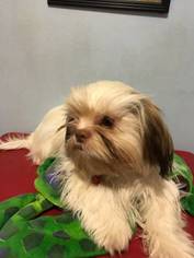 Shih Tzu Puppy for sale in HANOVER, PA, USA