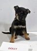 Small Photo #1 German Shepherd Dog Puppy For Sale in NEW HAVEN, IN, USA