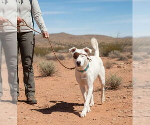 Australian Shepherd-Unknown Mix Dogs for adoption in Pena Blanca, NM, USA