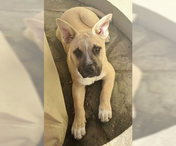 Medium Photo #1 Anatolian Shepherd-Unknown Mix Puppy For Sale in Fremont, CA, USA