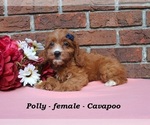 Small #2 Cavapoo (Miniature)