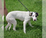 Small #3 Whippet Mix