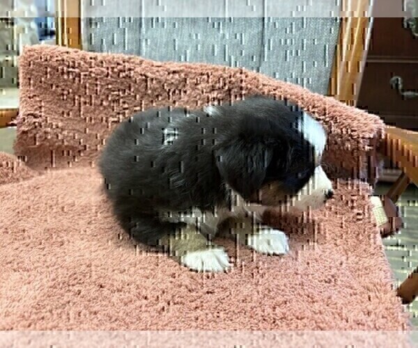 Medium Photo #5 Australian Shepherd Puppy For Sale in AUBURN, IN, USA