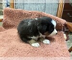 Small #4 Australian Shepherd