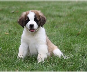Saint Bernard Puppy for sale in FREDERICKSBG, OH, USA