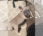 Puppy 1 French Bulldog