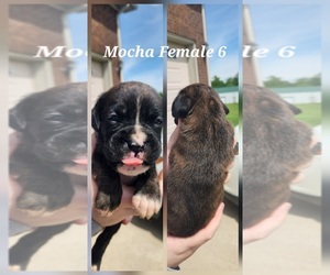Boxer Puppy for sale in COXS CREEK, KY, USA