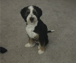 Small #3 Bernedoodle (Miniature)