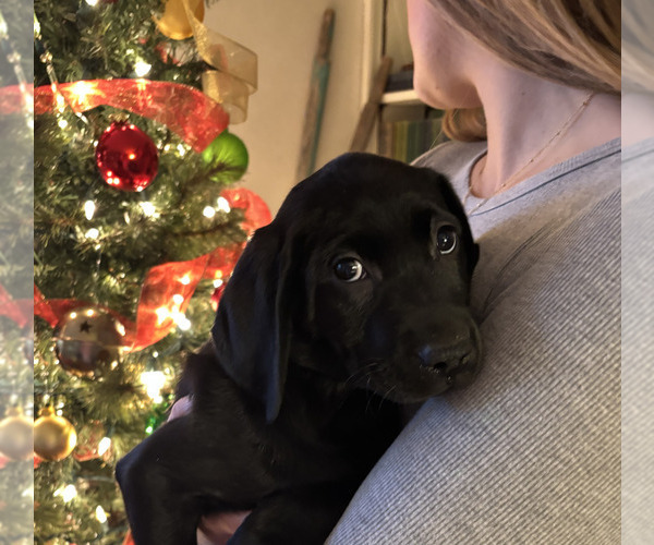 Medium Photo #6 Labrador Retriever Puppy For Sale in BREWSTER, WA, USA