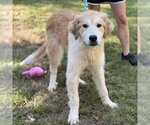 Small Photo #2 Golden Retriever Puppy For Sale in Yardley, PA, USA