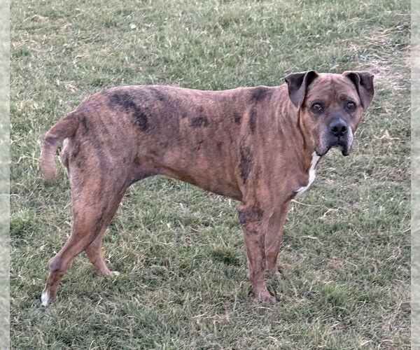 Medium Photo #3 American Staffordshire Terrier-Labrador Retriever Mix Puppy For Sale in Brewster, NY, USA
