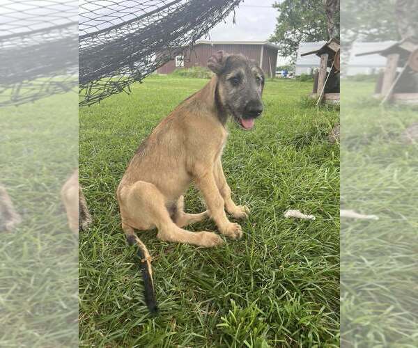Medium Photo #3 Irish Wolfhound Puppy For Sale in WINDSOR, MO, USA