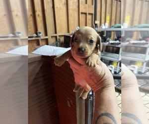 Dachshund Puppy for sale in WHITE OAK, GA, USA